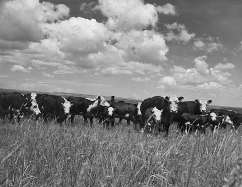 Ranches - Wyoming Hereford Ranch