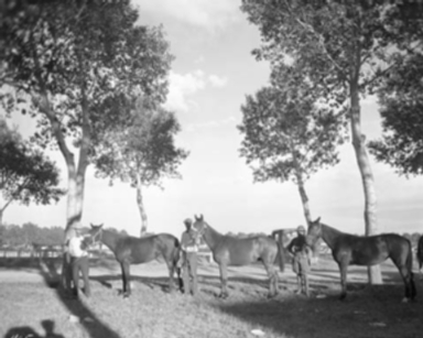 Carrigen Collection (P86-19)