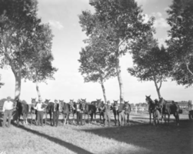 Carrigen Collection (P86-19)